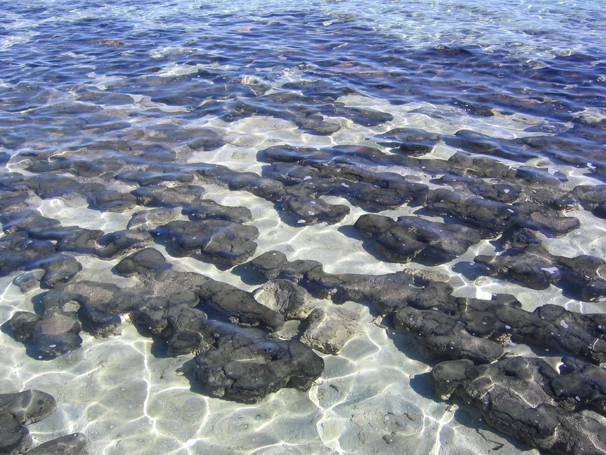 Living stromatolites at Hamelin Pool, Shark Bay: dark, rounded rocky mounds under clear, shallow sea water