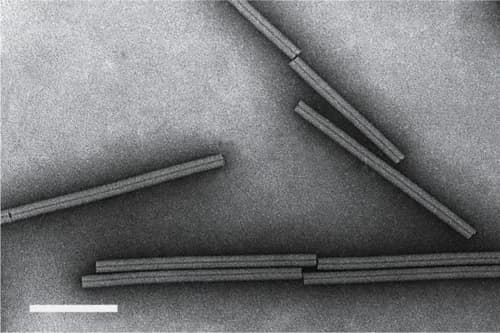 Electron micrograph of long, straight, rod-shaped tobacco mosaic virus particles on a grey background